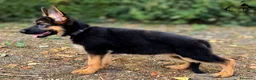 Pastore Tedesco cani in vendita: Pastore tedesco selezionati. Cucciolo femmina - Annuncio 4