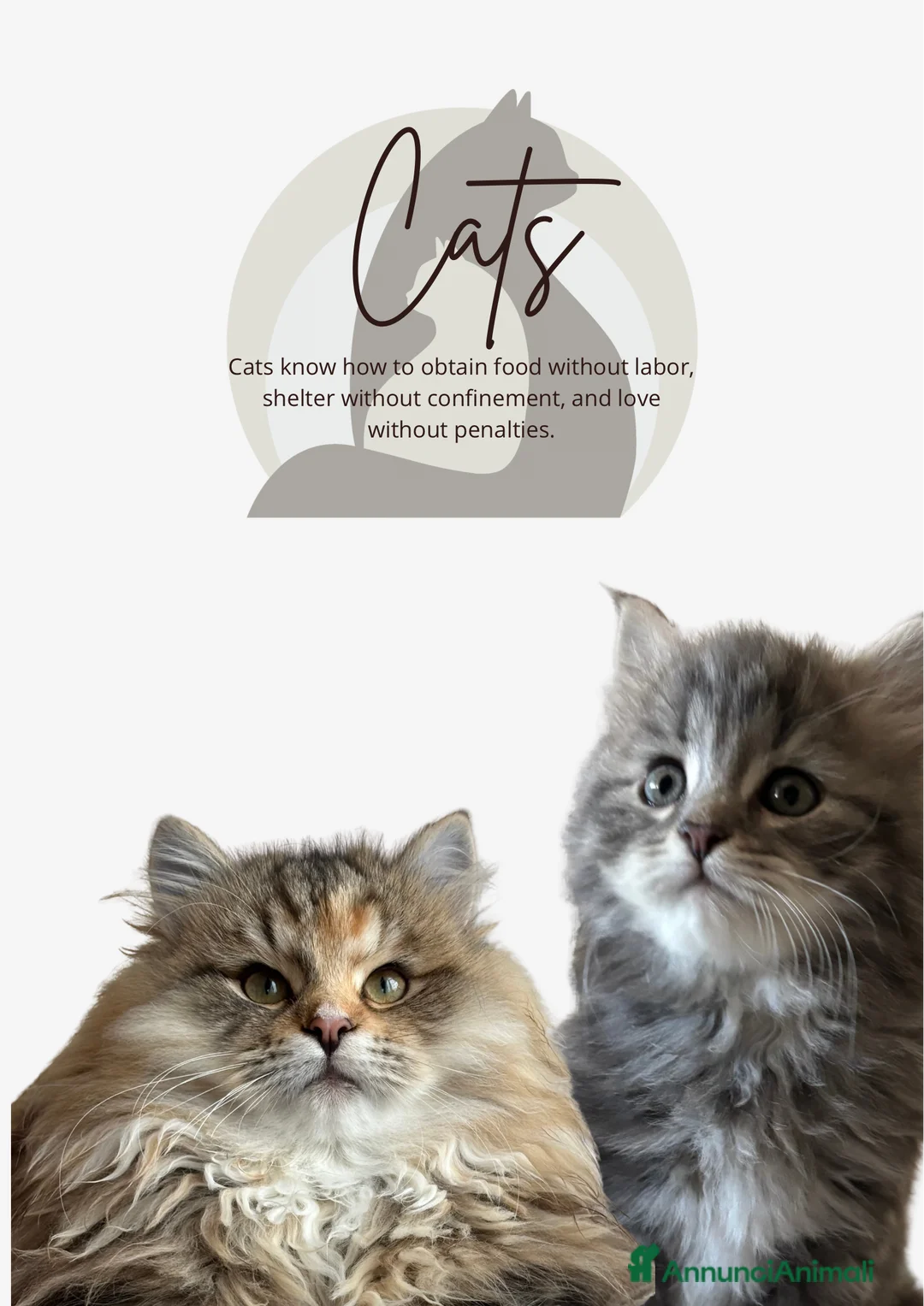 Siberiano gatti in vendita: Siberiano gattino ipoallergenico - Annuncio 2