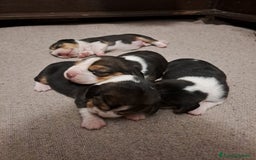 Beagle cani in vendita: cuccioli di Beagle - Immagine 3