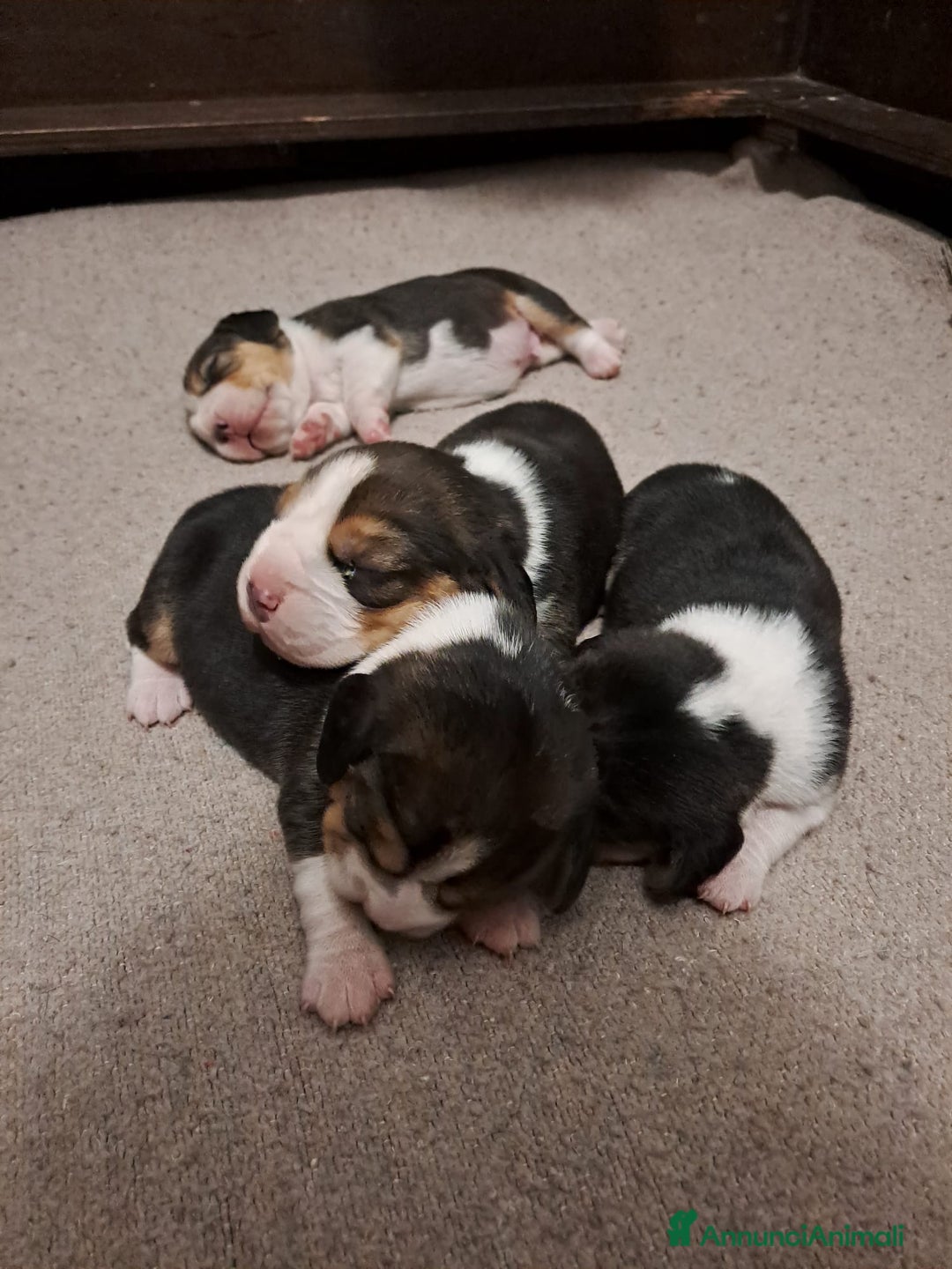 Beagle cani in vendita: cuccioli di Beagle - Immagine 3