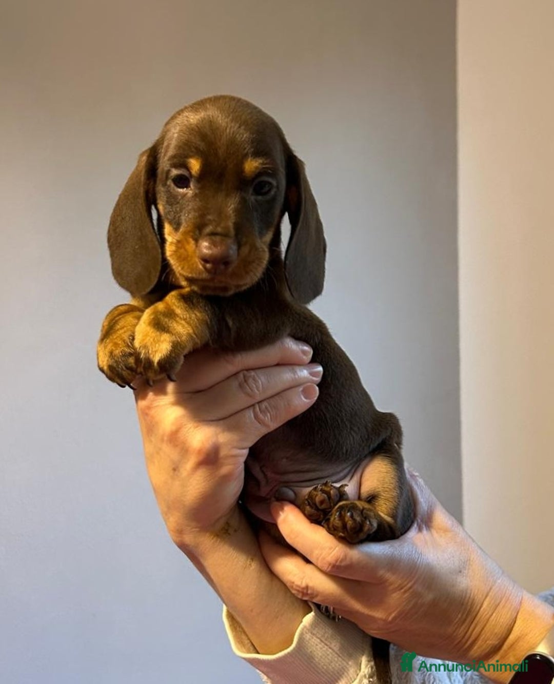 Bassotto cani in vendita: Bassotti Tedeschi Nani a Pelo Corto-Pedigree  - Annuncio 24