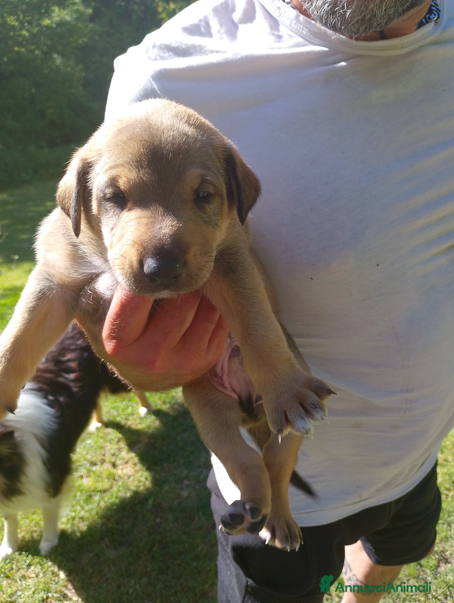 Meticcio cani in regalo: Regalo cuccioli  a Provincia di Alessandria - Annuncio 3