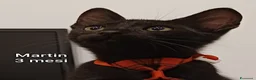 Meticcio gatti in regalo: ADOTTA UN GATTINO! a Provincia di Reggio Emilia - Annuncio 9