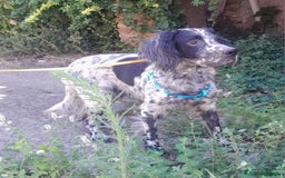 Setter Inglese cani in regalo: SETTERINA PERLA - Immagine 4