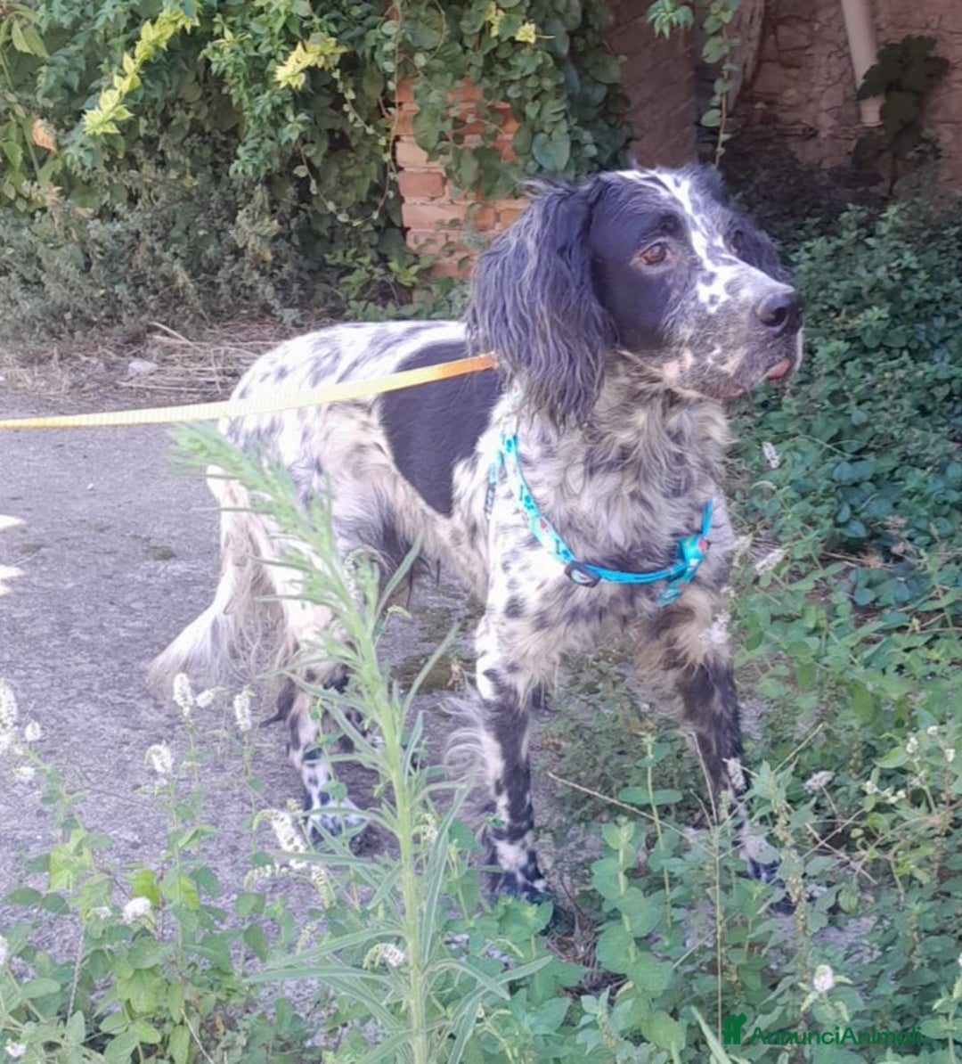 Setter Inglese cani in regalo: SETTERINA PERLA - Immagine 4