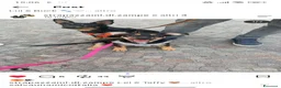 Meticcio cani in regalo: Taffy - Annuncio 2