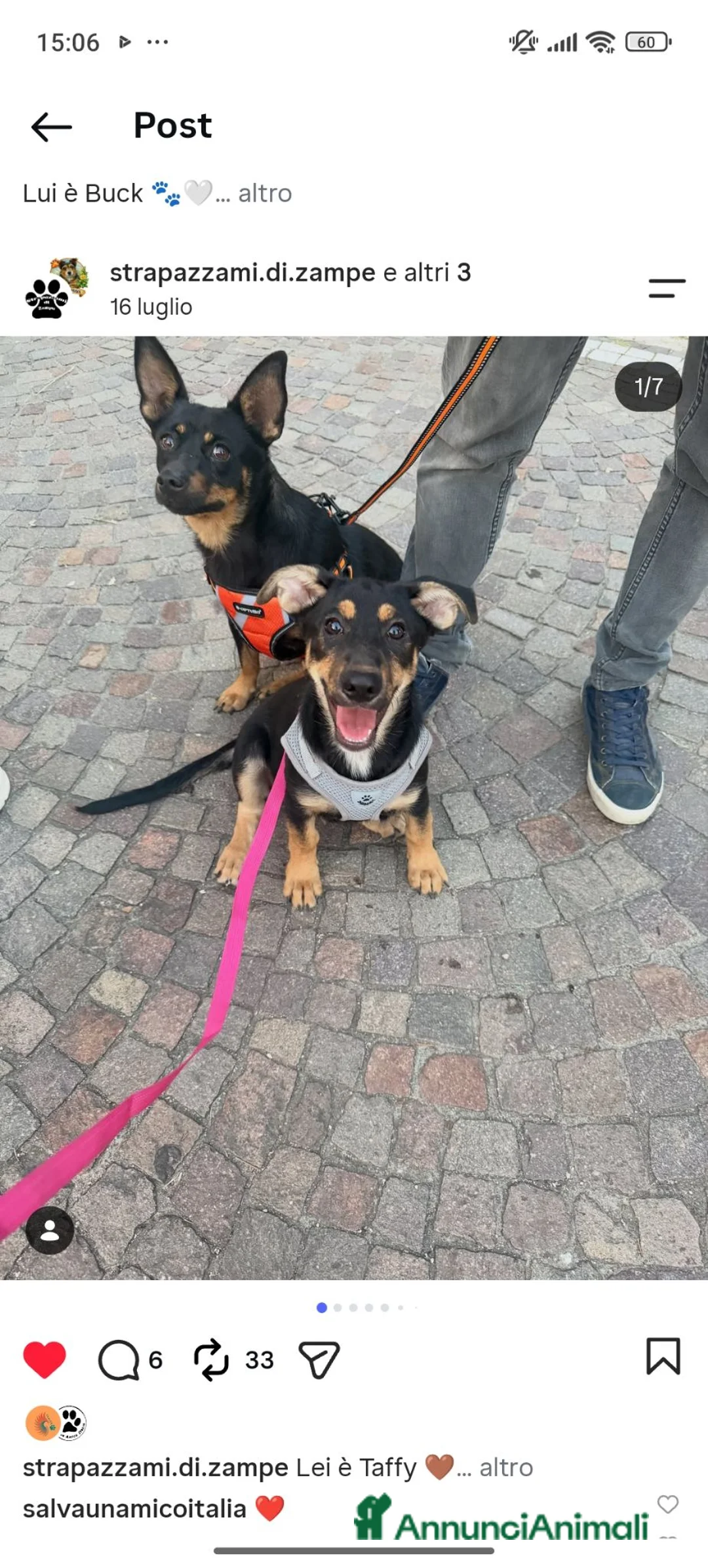 Meticcio cani in regalo: Taffy - Annuncio 2