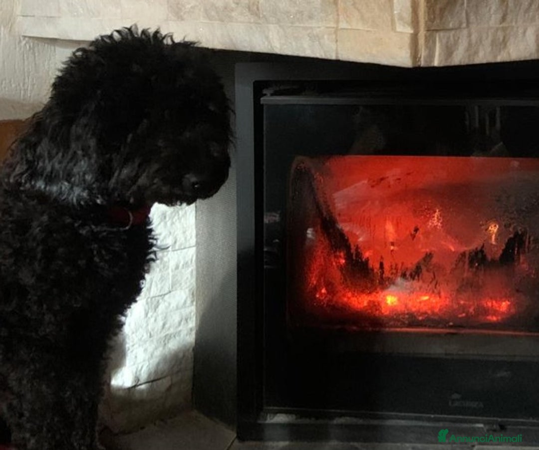 Barboncino cani in vendita: Vendita Barboncino nano femmina  - Annuncio 4