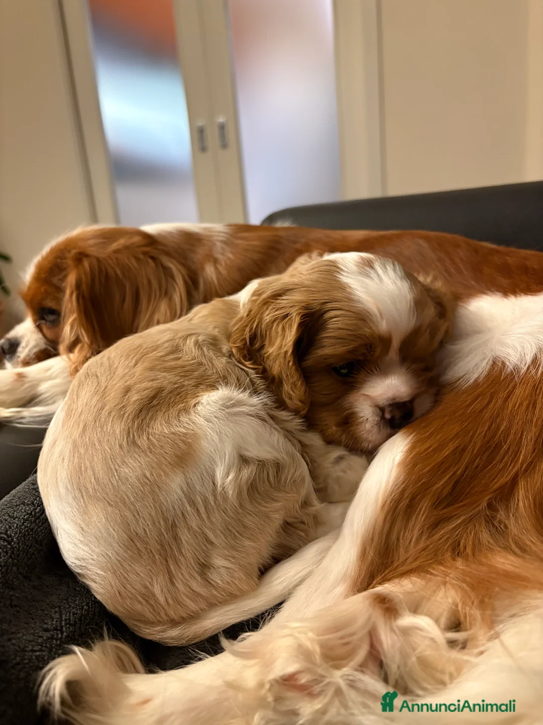 Cavalier King cani in vendita: Vendo cucciolo Blenheim - Annuncio 3