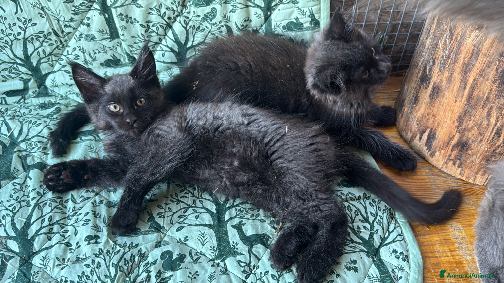 Maine Coon gatti in vendita: Cuccioli di maine coon manto black smoke - Annuncio 10