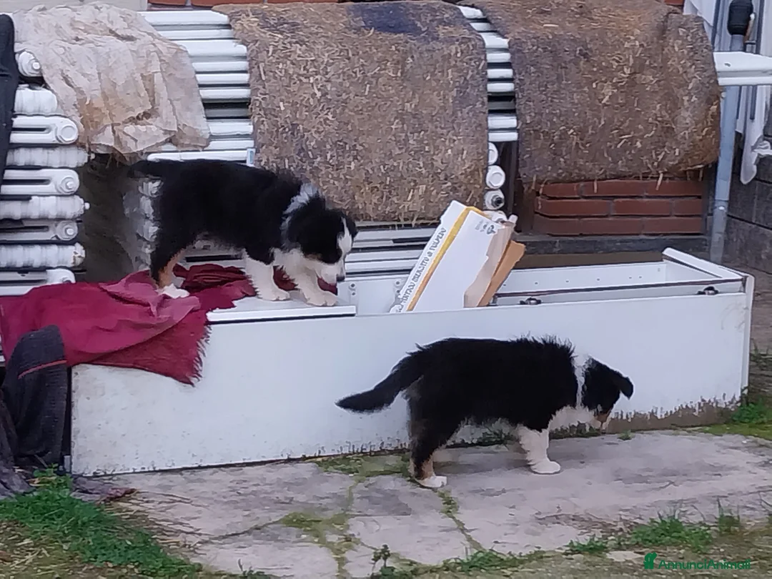 Australian Shepherd cani in vendita: Cuccioli australian shepard  a Provincia di Pavia - Annuncio 7