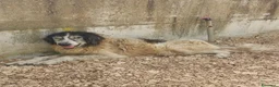 Meticcio cani in regalo: Jack ha lo sguardo buono  - Annuncio 2