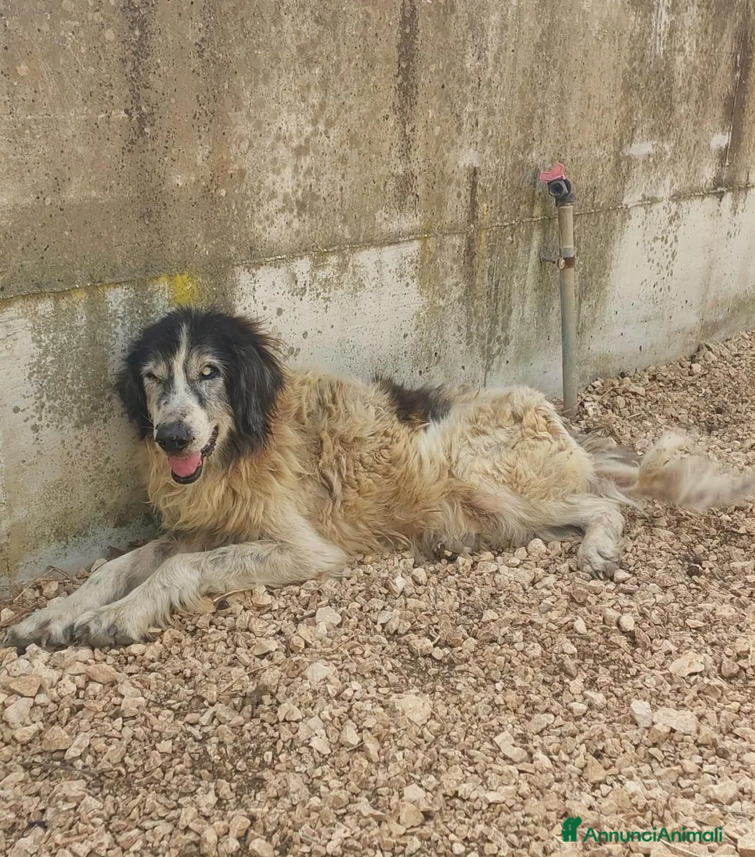 Meticcio cani in regalo: Jack ha lo sguardo buono  - Annuncio 2