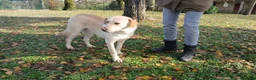 Meticcio cani in regalo: CESARE INC. LABRADOR TI STA ASPETTANDO - Annuncio 3