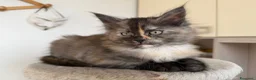 Maine Coon gatti in vendita: Dolce cucciola maine coon pedigree black Tortie - Annuncio 3