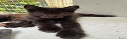 Maine Coon gatti in vendita: Maschietto nero di maine coon (Black Velvet) - Annuncio 15