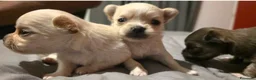 Chihuahua cani in vendita: Chihuahua pelo lungo - Annuncio 6