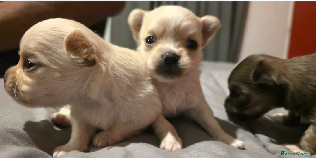 Chihuahua cani in vendita: Chihuahua pelo lungo - Annuncio 6