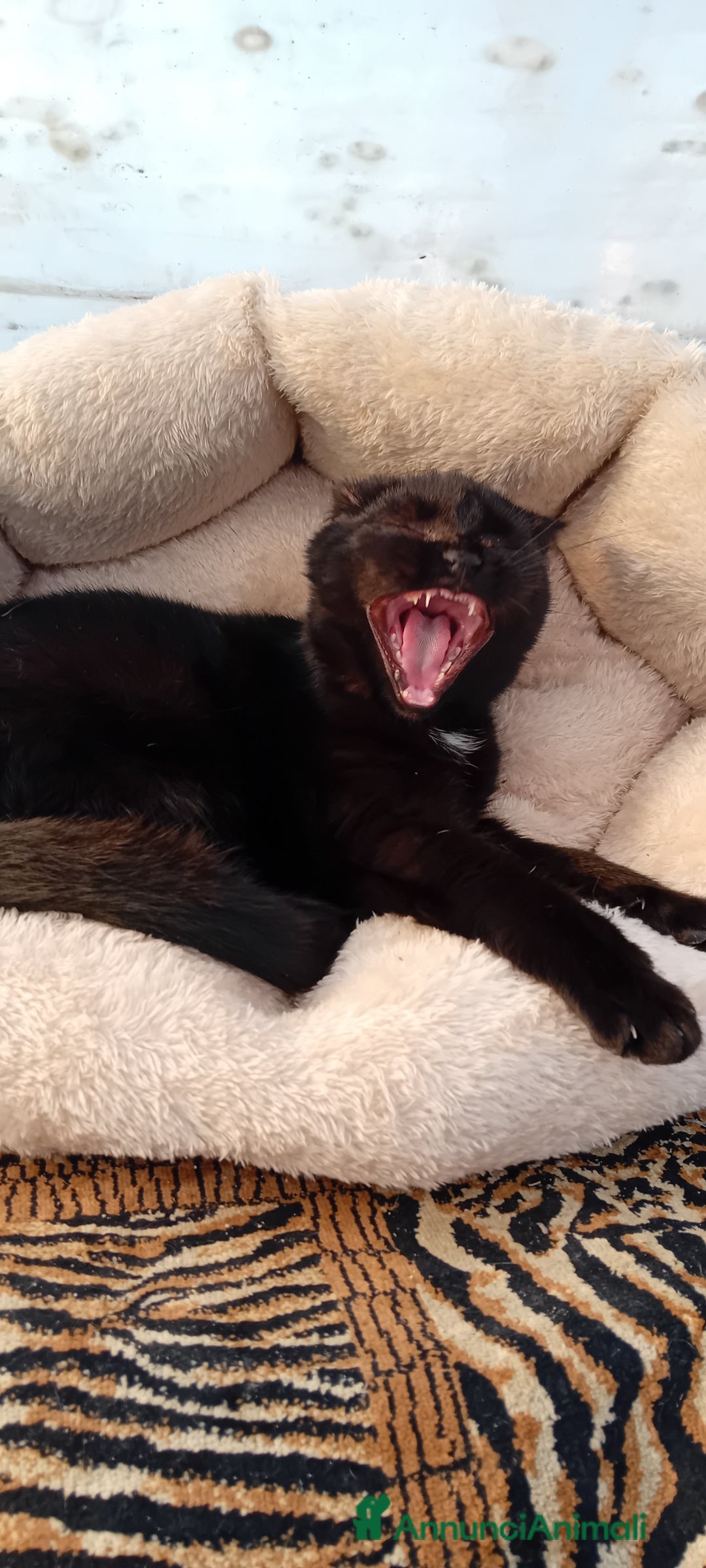 Europeo gatti in regalo: Gattini neri maschi e femmine - Annuncio 5