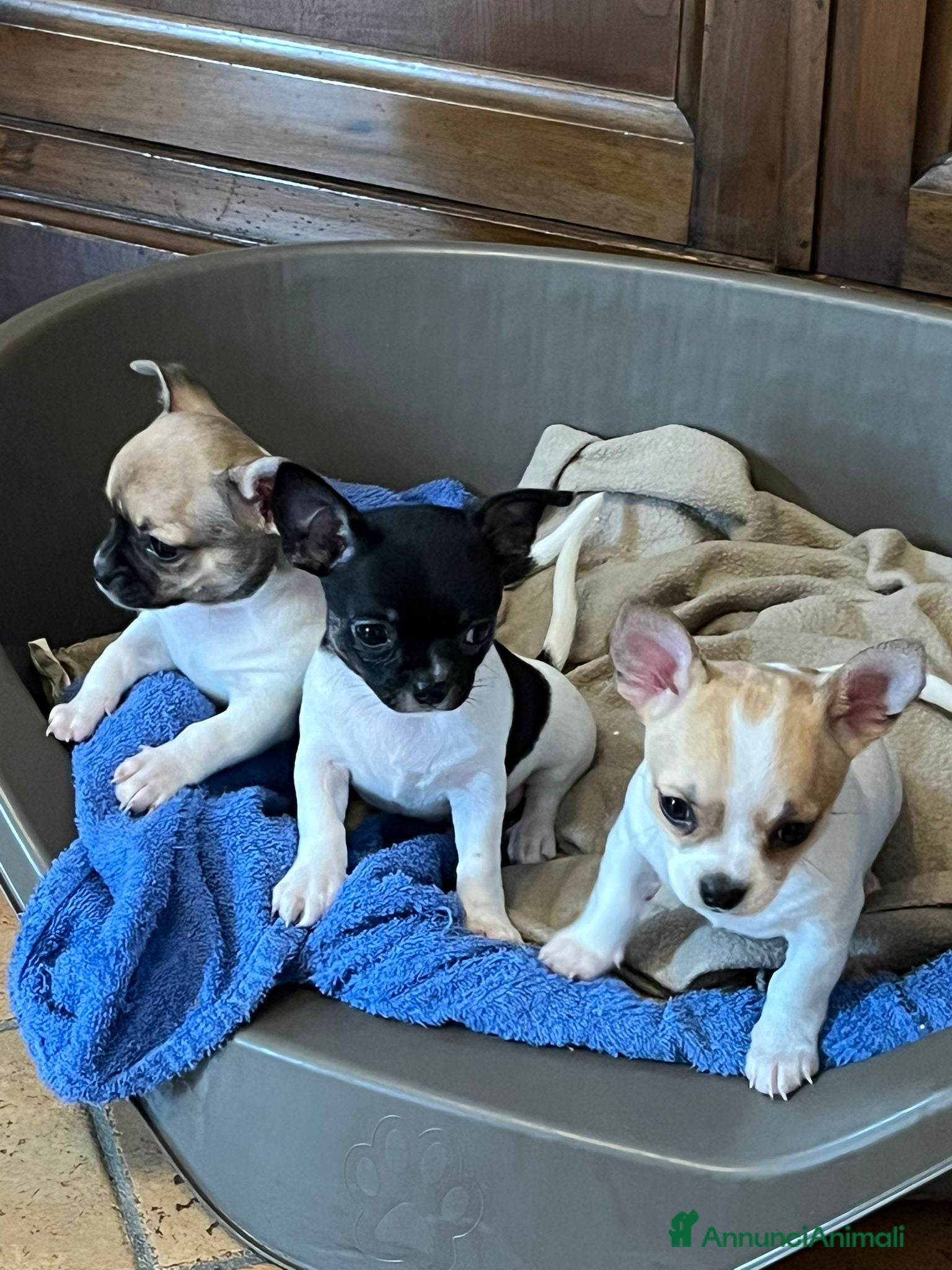 Chihuahua cani Chihuahua - Annuncio 14