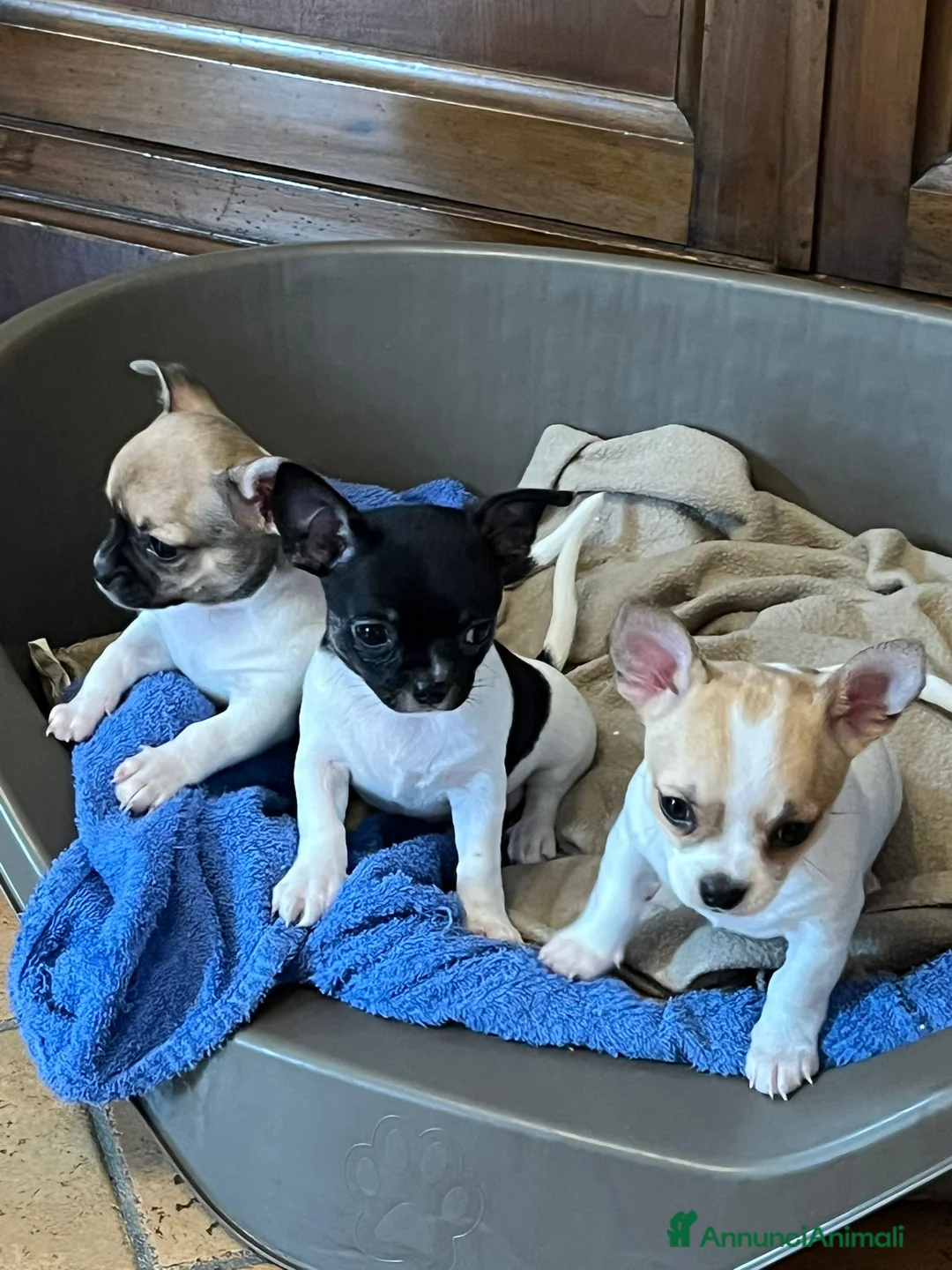 Chihuahua cani in vendita: Chihuahua a Provincia di Mantova - Annuncio 1