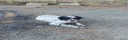 Meticcio cani in regalo: THEA 🩷 ASPETTA ANCORA IL SUO PUNTO FERMO a Provincia di Ravenna - Annuncio 5