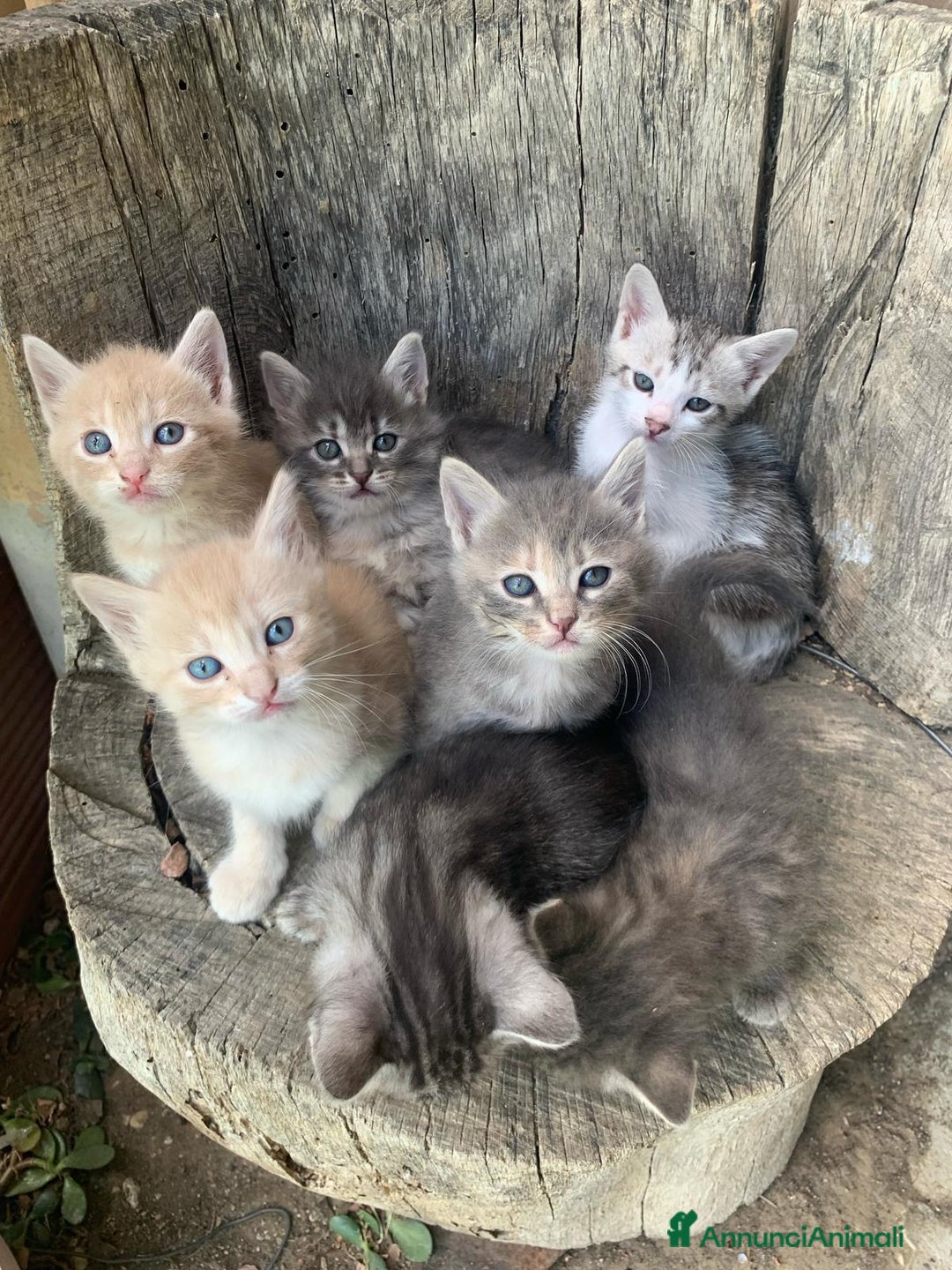 Altre razze gatti in regalo: 7 gattini stanno cercando casa a Provincia di Ascoli Piceno - Immagine 1