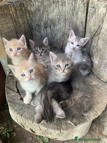 Privato Gattini in regalo | AnnunciAnimali