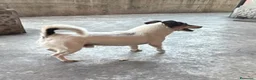 Jack Russell cani in regalo: Adozione del cuore - Annuncio 1