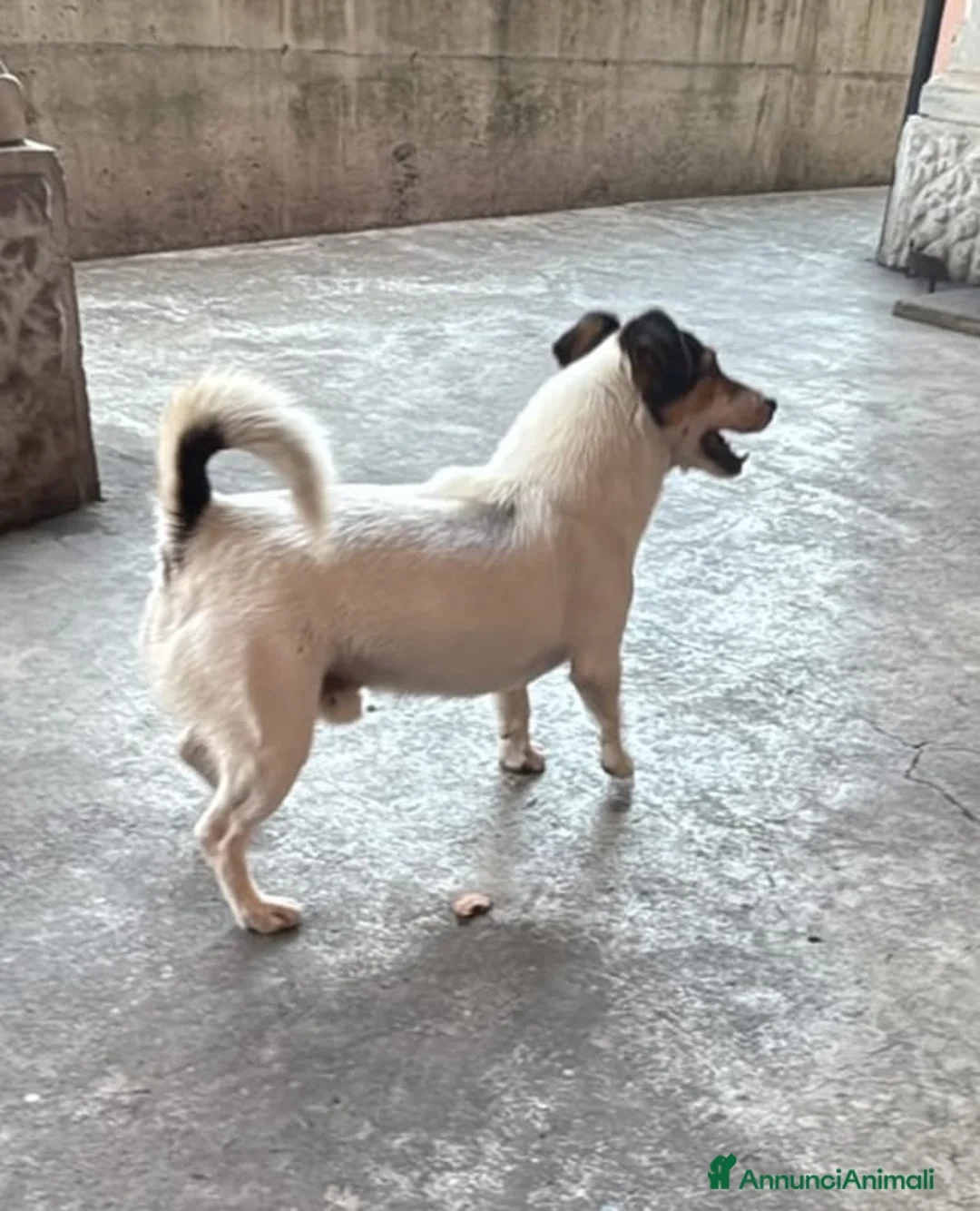 Jack Russell cani in regalo: Adozione del cuore - Annuncio 1