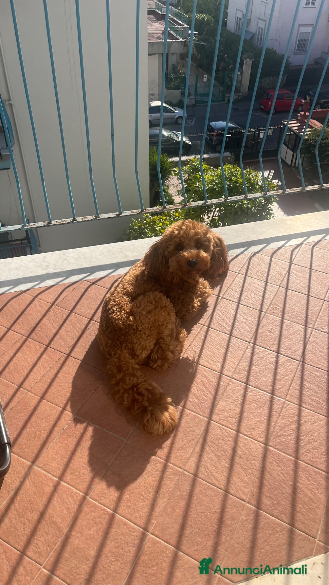 Barboncino cani per accoppiamento: CERCO BARBONCINO NANO FEMMINA DA FAR ACCOPPIARE a Città Metropolitana di Napoli - Annuncio 1
