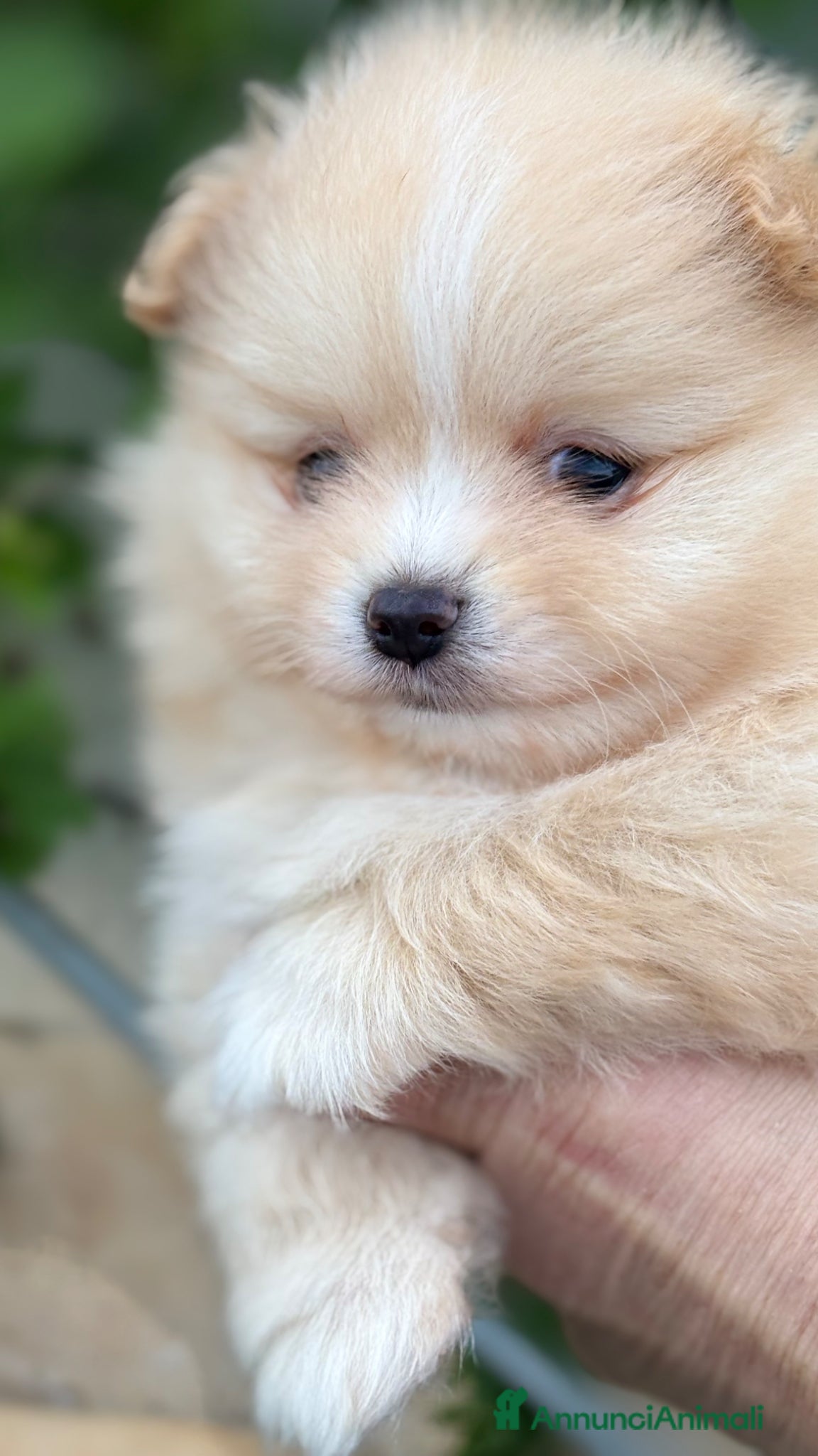 Spitz cani Spitz nano tedesco pedigree enci - Annuncio 1