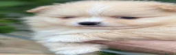 Spitz cani in vendita: Spitz nano tedesco pedigree enci - Annuncio 1