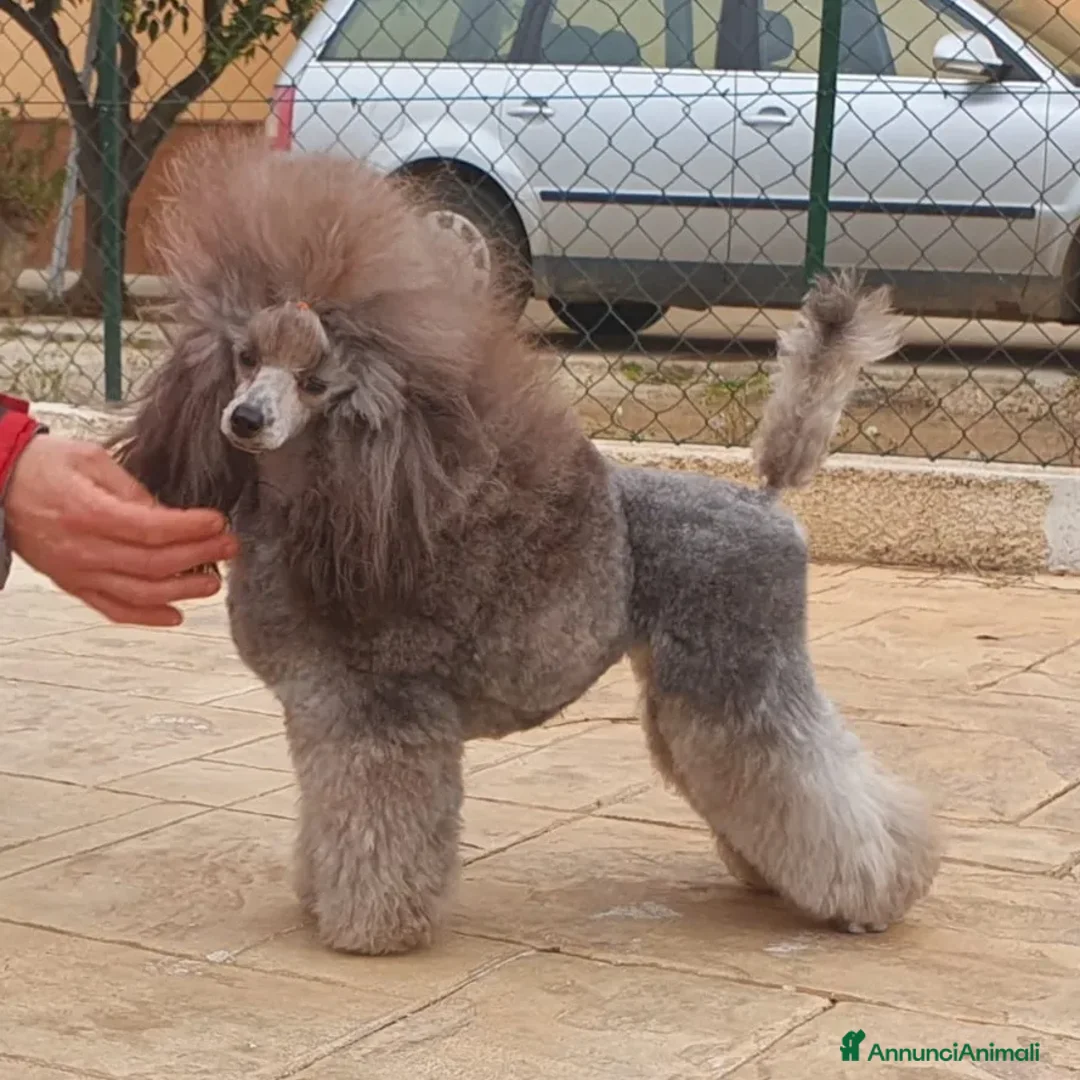 Immagine della galleria {{count}}