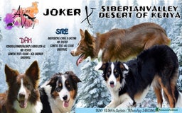 Border Collie cani in vendita: Border Collie con pedigree  a Provincia di Vicenza - Immagine 8