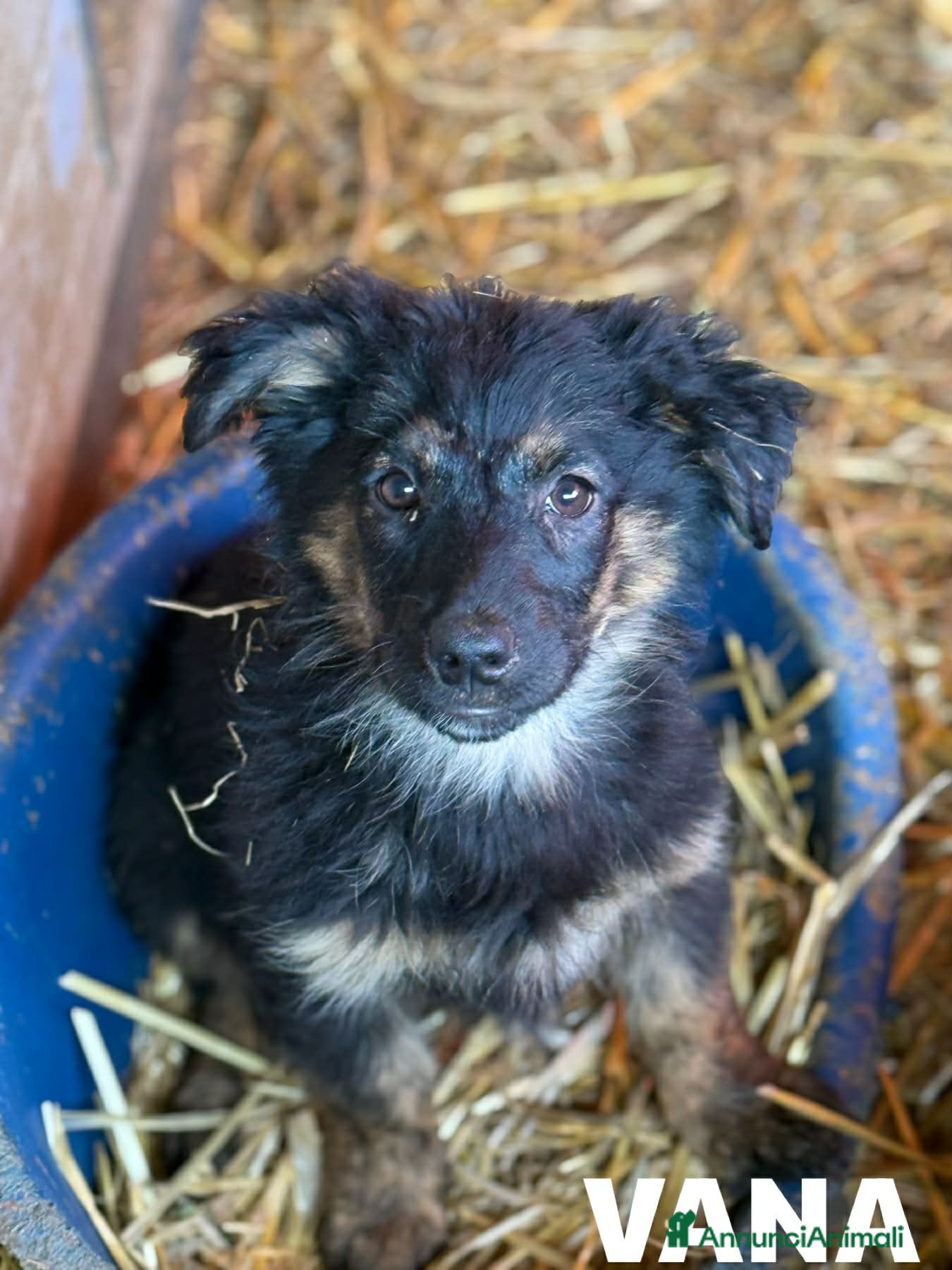 Meticcio cani in regalo: VANA, cucciola coccolosissima! TG MEDIO PICCOLA - Annuncio 6