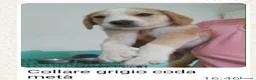 Meticcio cani in regalo: 7 cuccioli bellissimi e dolcissimi  - Annuncio 7