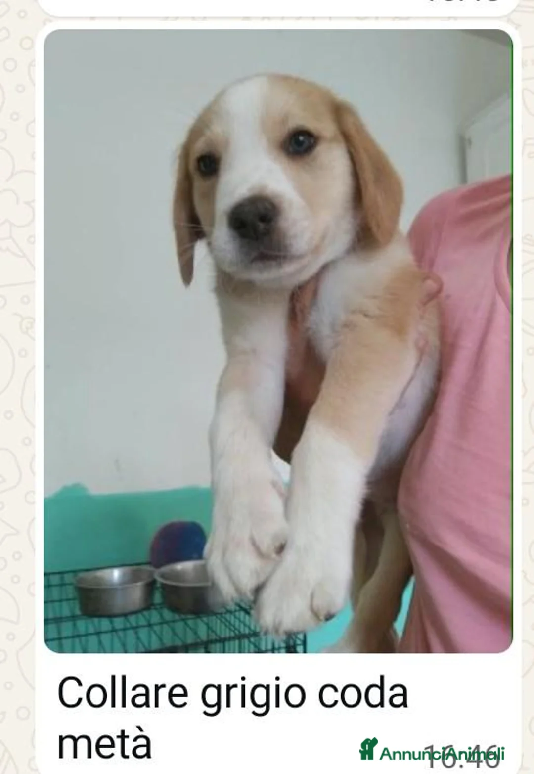 Meticcio cani in regalo: 7 cuccioli bellissimi e dolcissimi  - Annuncio 7