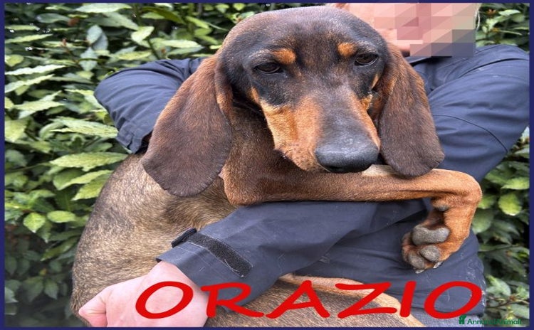 Segugio cani a Città Metropolitana di Torino - Annuncio 20