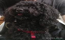 Barboncino cani per accoppiamento: Accoppiamento/monta barboncino Toy e nano a Provincia di Monza e della Brianza - Immagine 1