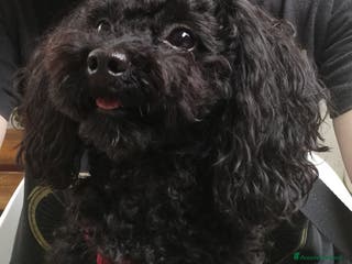 Barboncino cani Accoppiamento/monta barboncino Toy e nano a Provincia di Monza e della Brianza - Annuncio 17