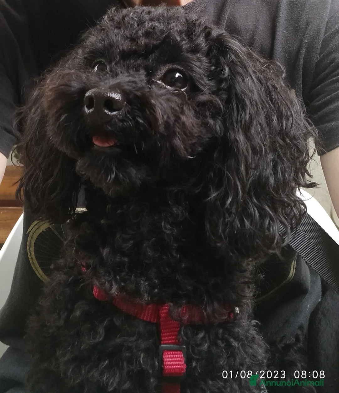 Barboncino cani per accoppiamento: Accoppiamento/monta barboncino Toy e nano a Provincia di Monza e della Brianza - Annuncio 1