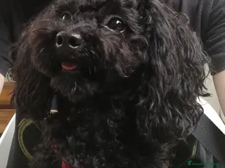 Barboncino cani Accoppiamento/monta barboncino Toy e nano a Provincia di Monza e della Brianza - Annuncio 3