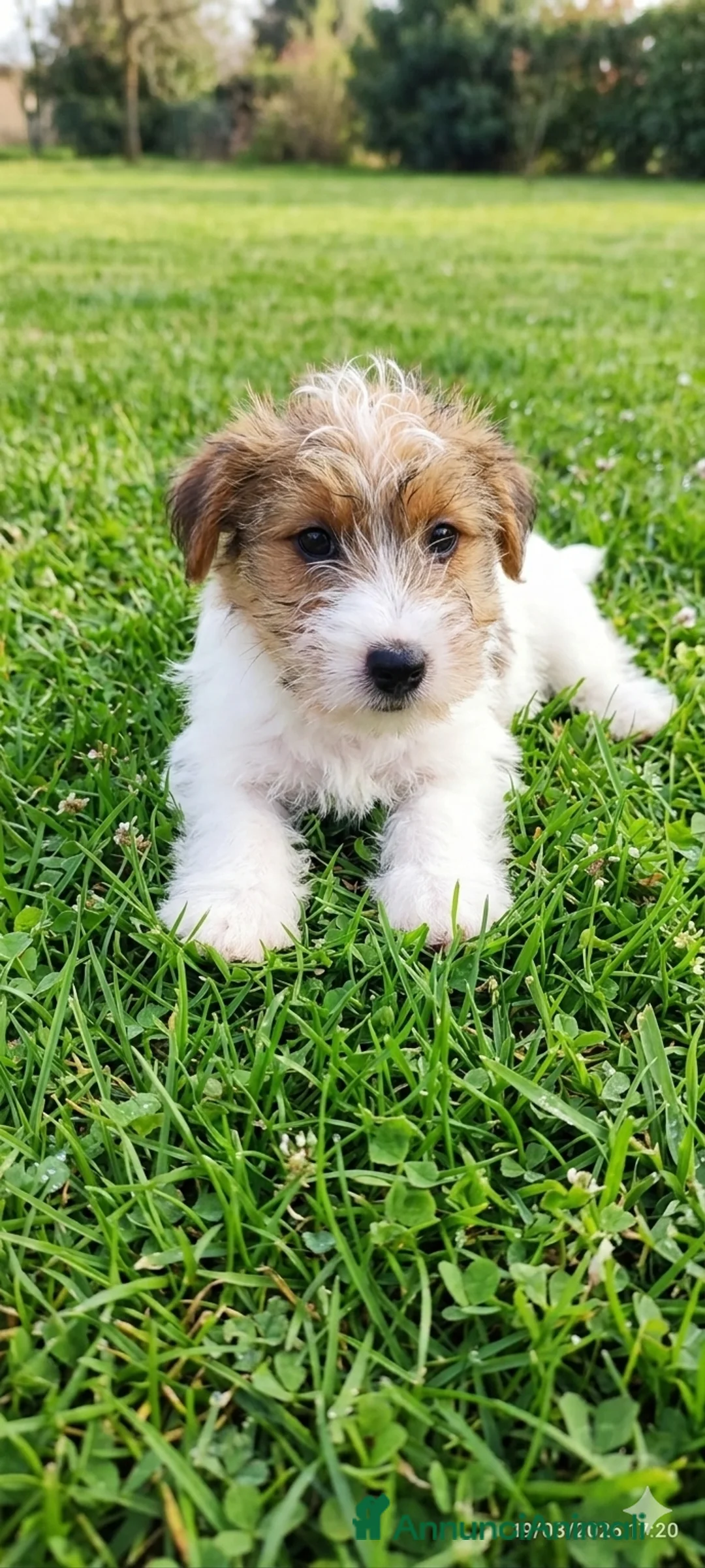 Jack Russell cani in vendita: Jack Russell  - Annuncio 1