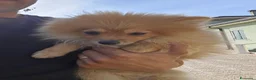 Volpino Pomerania cani in vendita: Cuccioli pomerania - Annuncio 3