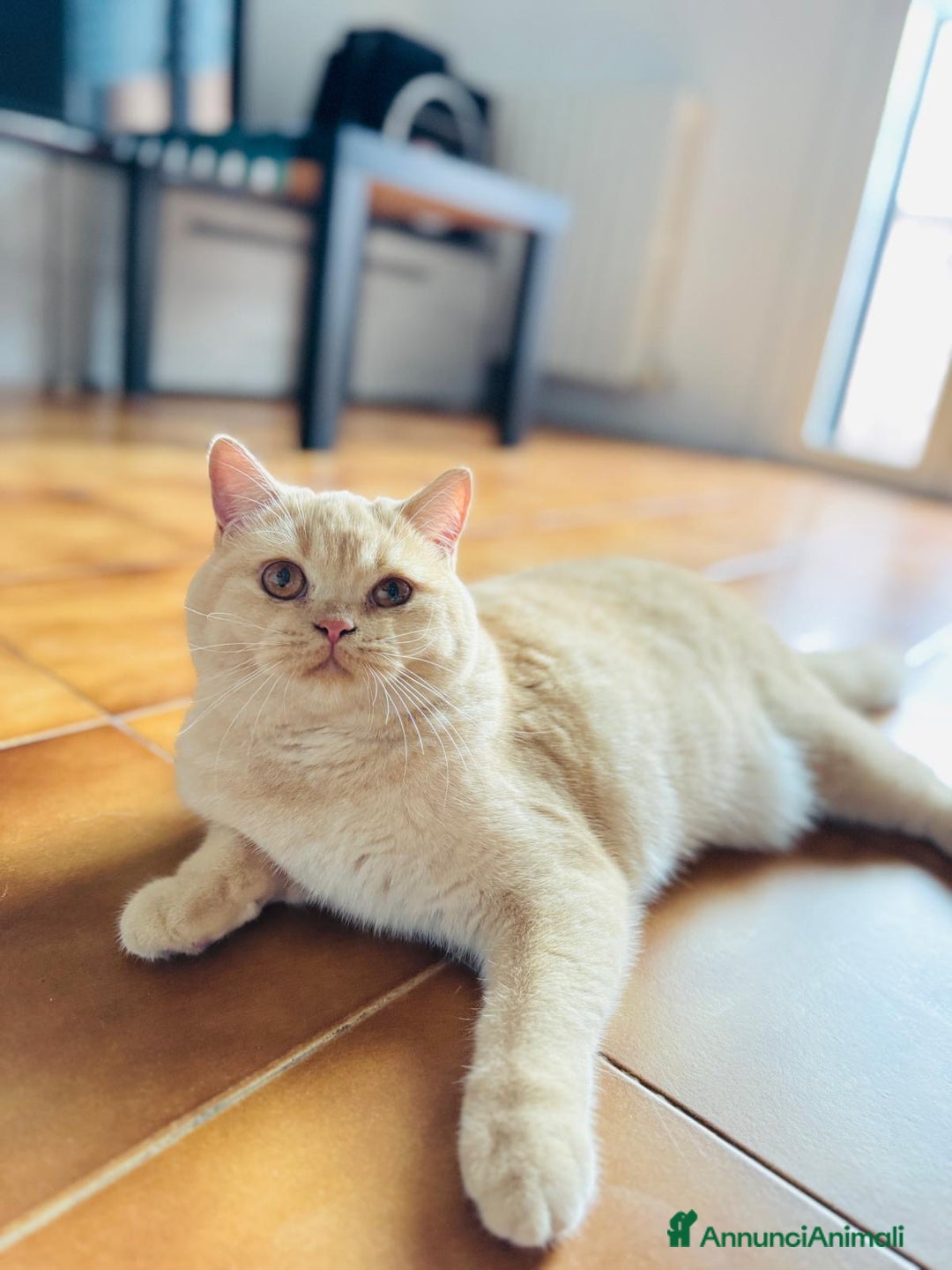 Scottish gatti in vendita: Scottish straight  - Annuncio 2