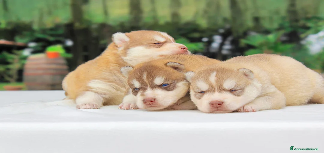 Immagine della galleria {{count}}