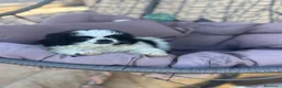 Pechinese cani in vendita: Cucciola femmina - Annuncio 2