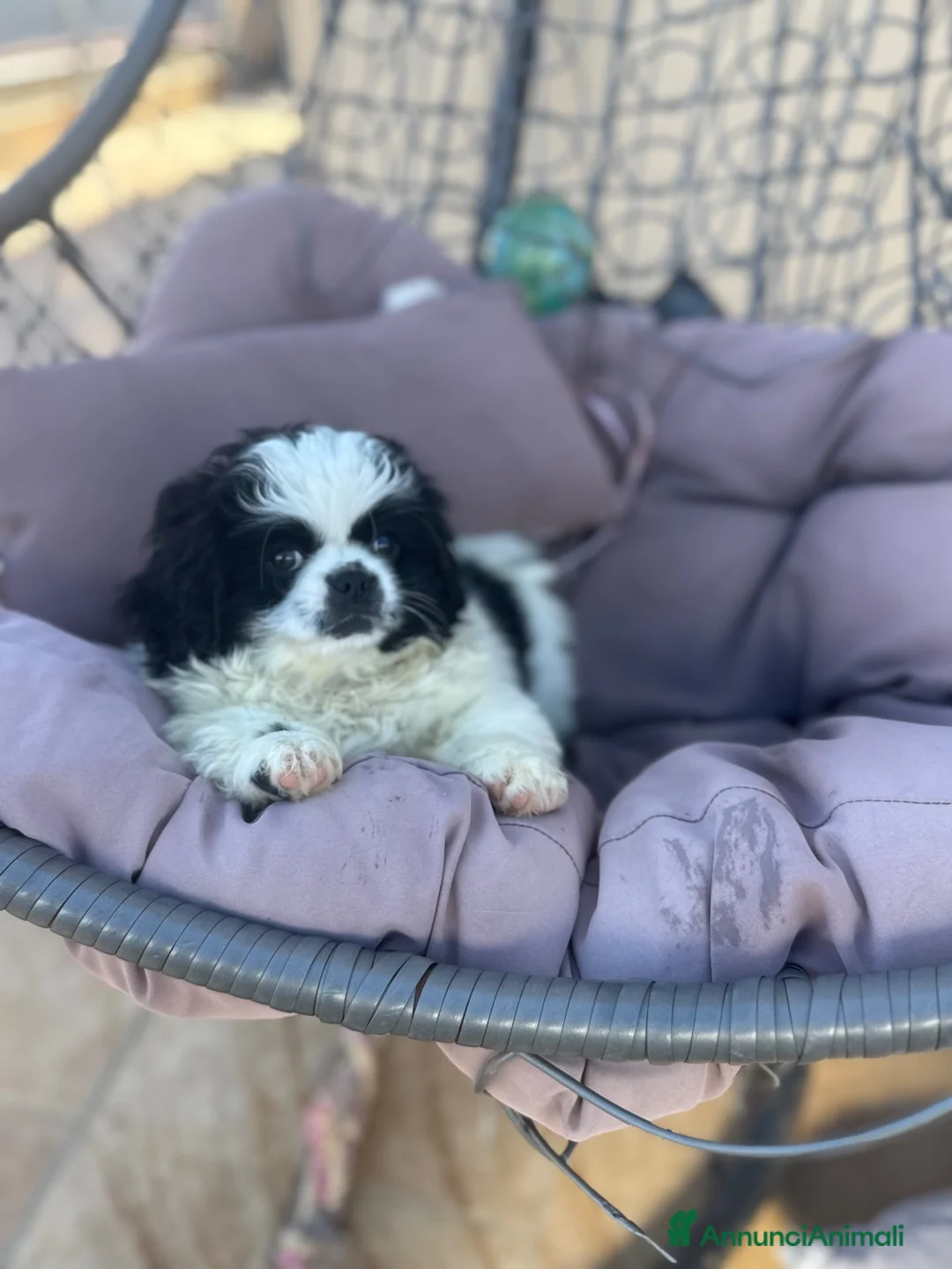 Pechinese cani in vendita: Cucciola femmina - Annuncio 2