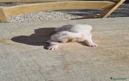 Meticcio cani in vendita: Chiuawa/pincher  a Città metropolitana di Roma Capitale - Immagine 7